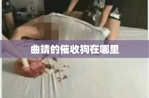 曲靖的催收狗在哪里